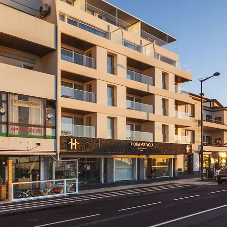 Gaivota Azores Ponta Delgada